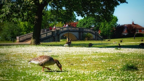 Picture of a duck in a park